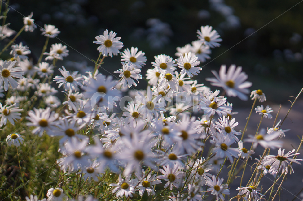 샤스타데이지,꽃,봄,흰색,풍경,식물,자연,plants,nature,꽃,flower,감성,sensible,feeling
