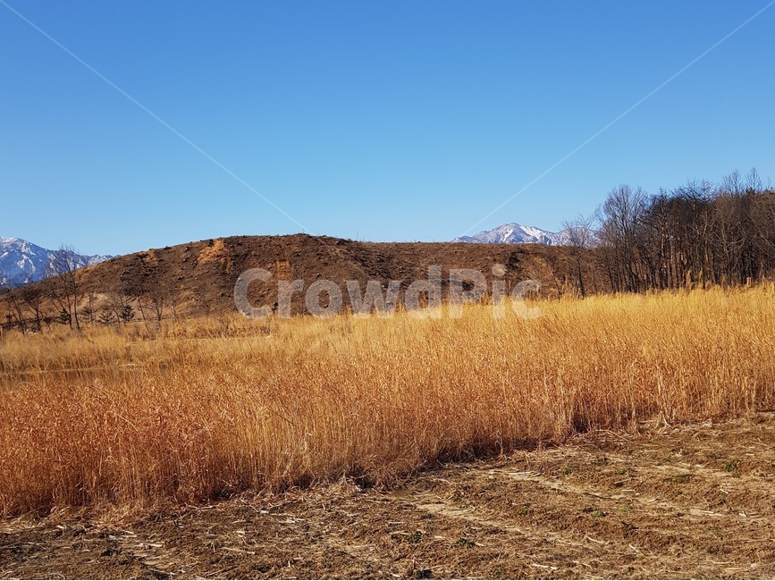 outdoors,옥외,nature,자연,field,들,grassland,목초지,countryside,갈대밭