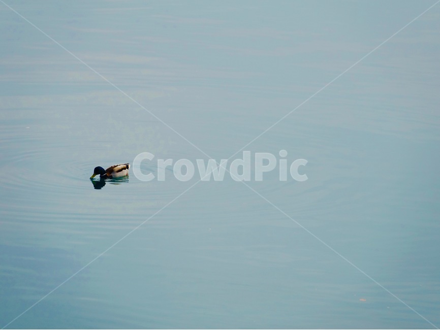 바다,하늘,배,여백,water,물,청둥오리