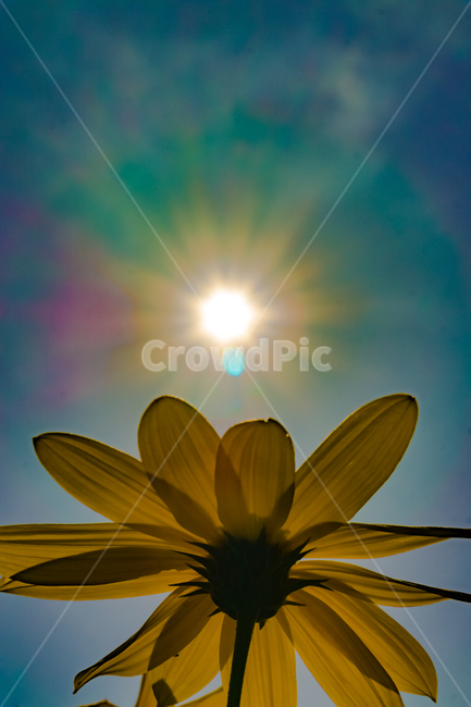 꽃,하늘,구름,자연,태양,cloudssky,clouds,rgbconcept,rgbcmyk,rgbcolors,rgb,srgb,design,landscape,nature,color,light,sun,sky,flower,무지개,rainbow,식물,자연,plants,nature,꽃,flower,색깔,색상,색채,색감,color sense,color sensitivity,feeling of color