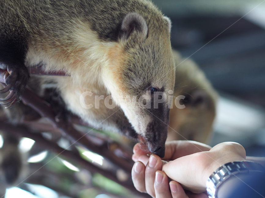 코아티,동물,포유류,동물원,animal,동물교감