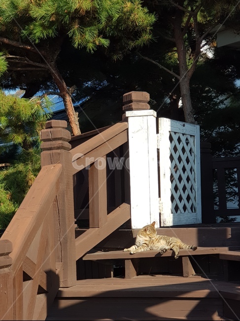 고양이,cat,동물,animal,자연,나무,길고양이,도둑고양이,길냥이,일광욕,sun,동물,animal,포유류,mammal,고양이,cat,kitten,kitty