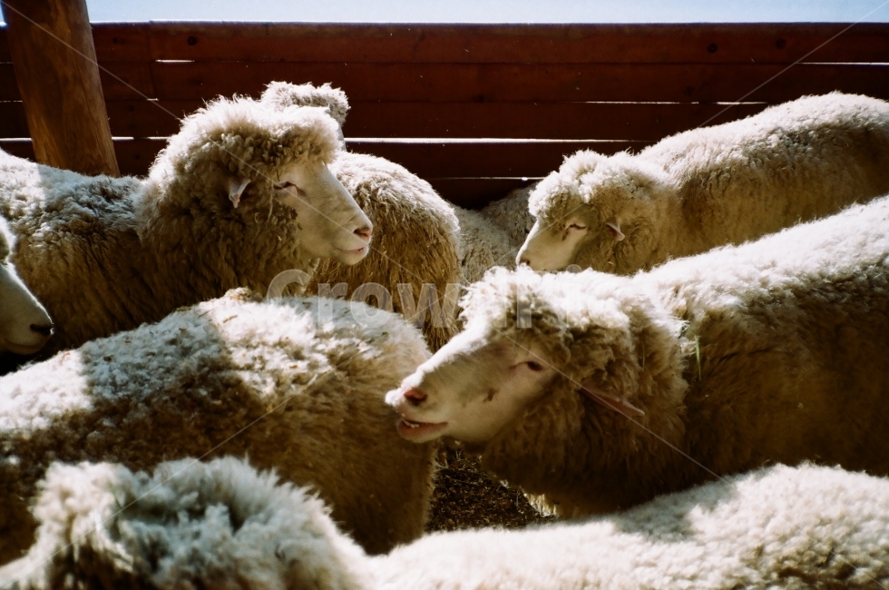 양떼,양,양떼목장,동물,목장,초식동물,대관령,동물,animal,포유류,mammal,산업,industry,industrial,목축업,목장,livestock farming,ranching,pasture