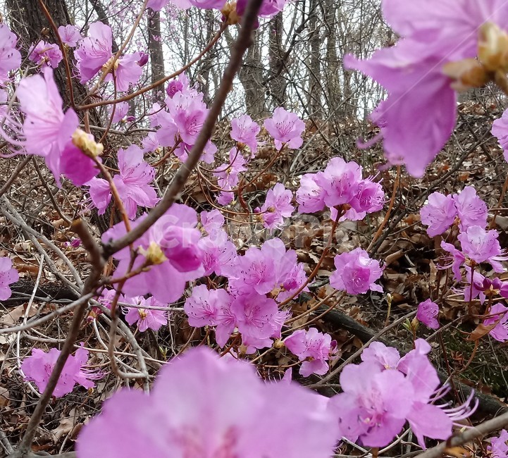 koreanrosebay,杜鵑花,진달래,참꽃,낙엽관목,분홍색꽃