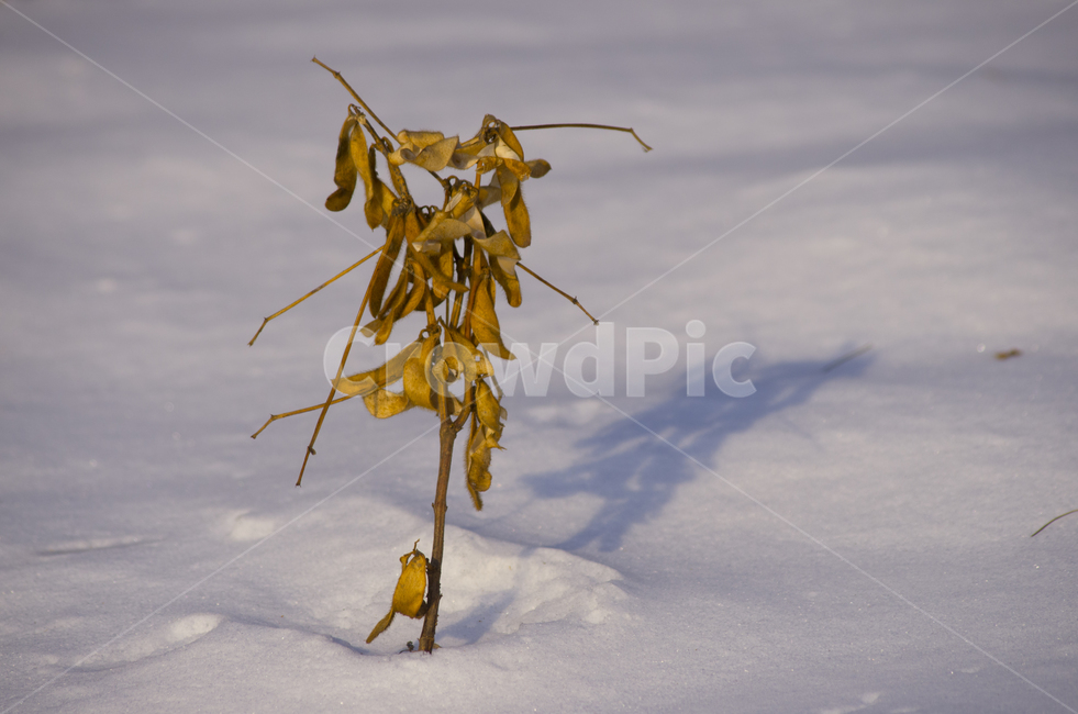 눈,콩깍지,흰눈,겨울,마른가지,scene,view,feeling,emotion,nature,landscape,snow,ice,winter,cold,bean,풍경,감정,감성,자연,계절,접사,매크로,클로즈업,확대