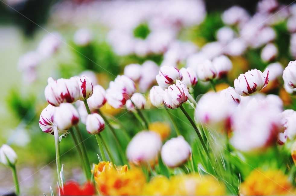 감성사진,봄,꽃,튤립,사랑,감사,봄날,봄꽃,4월,벚꽃,튤립꽃,봄,계절,spring,season,식물,자연,plants,nature,꽃,flower,감성,sensible,feeling,plant