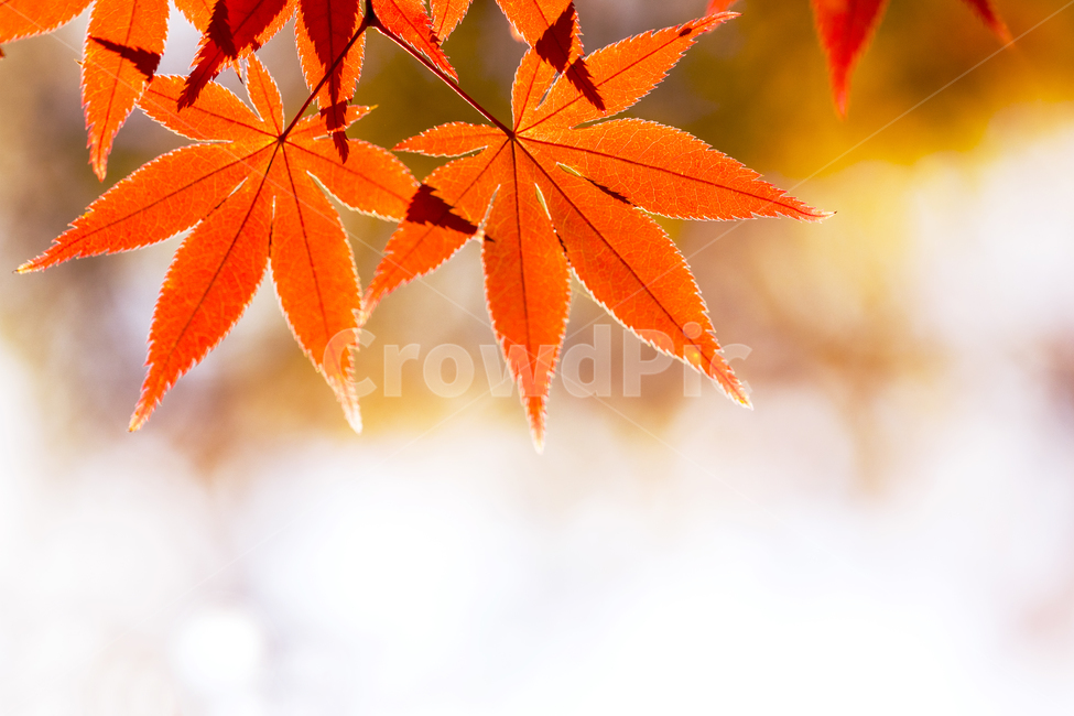 가을,나들이,풍경,단풍,계절,배경,백그라운드,다울,나뭇잎,잎,보케,가을,계절,fall,autumn,season,식물,자연,plants,nature,휴식,힐링,rest,relaxation,healing,색깔,색상,색채,색감,color sense,color sensitivity,feeling of color,leaf,plant,tree,나무