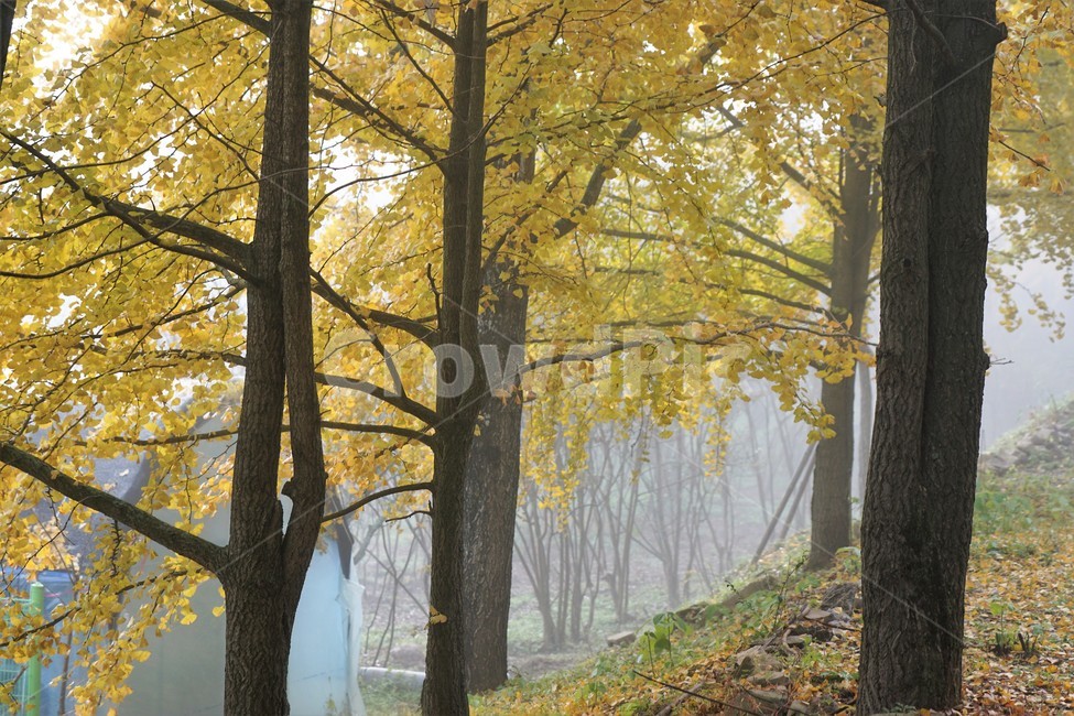 가을,은행나무,자연,나무,식물,감성,안개,단풍,풍경,자연풍경,nature,fall,autumn,trees,yellow,낙엽,가을,계절,fall,autumn,season,tree,tree trunk,나무 줄기,plant