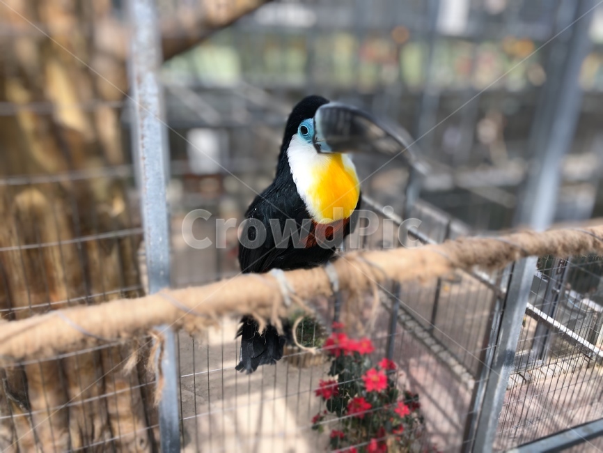 새,동물,앵무새,자연,꽃,동물,animal,조류,새,birds