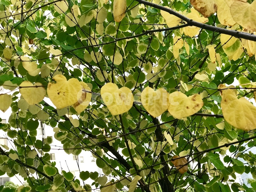 하트,모양,사랑,초록,plant,식물,leaf,잎,tree,나무,자연,nature,love,romantic,shape,green,yellow,노랑,heart,식물,자연,plants,nature