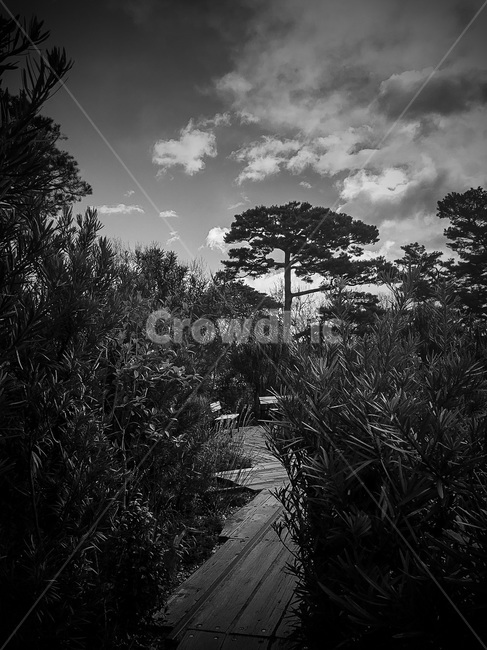 일본,도쿄,숲,나무,길,하늘,구름,풀,흑백,jebristudio,japan,tokyo,forest,tree,path,road,sky,cloud,grass,blackandwhite,black,dark,자연,풍경,nature,landscape,흑백,모노톤,monochrome,black and white,plant,식물,weather,날씨,vegetation,초목,outdoors,옥외