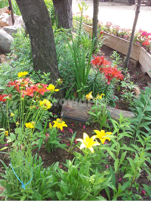 꽃,빨강,노랑,정원,나무,식물,자연,plants,nature,꽃,flower