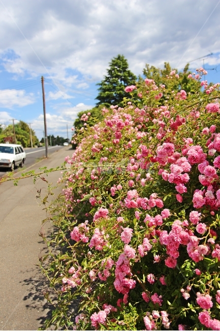 꽃,장미,플라워,flowers,분홍장미,식물,자연,plants,nature,꽃,flower