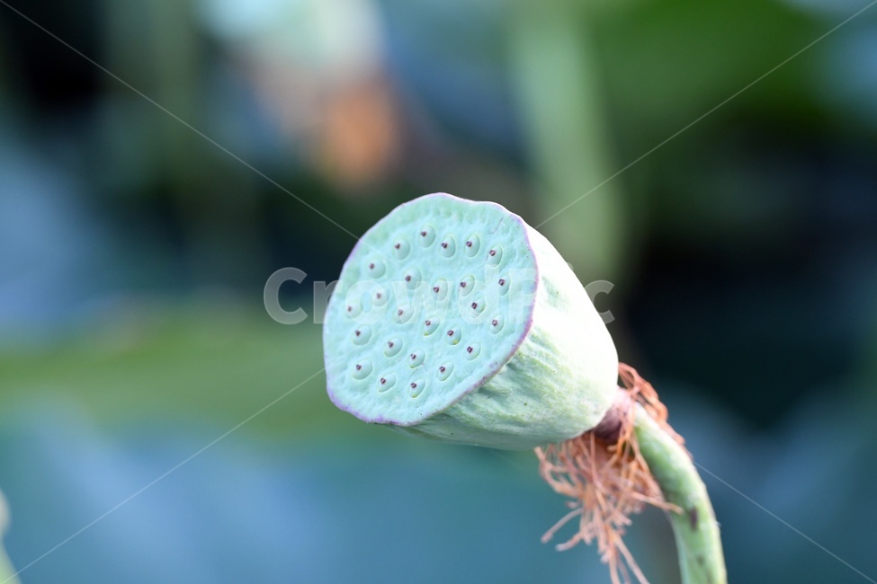 연못,수련,식물,자연,여름,정원,푸르른,물,수경식물,연못가,연못정원,plants,nature,연,연꽃,힐링,flower,감성,연잎,식물,자연,plants,nature