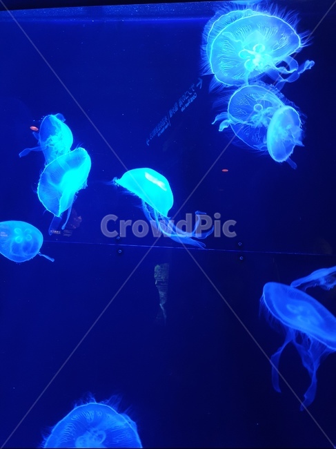 해파리,해양식물,동물,무척추동물,sealife