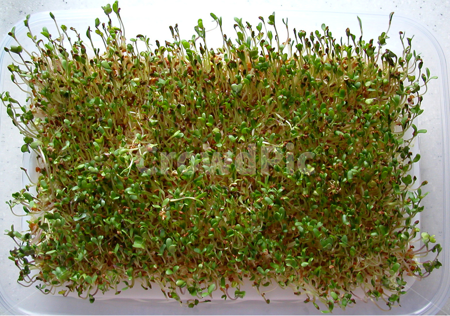 음식,새싹채소,채소,야채,식물,초록,새싹,어린싹,어린채소,식물,자연,plants,nature