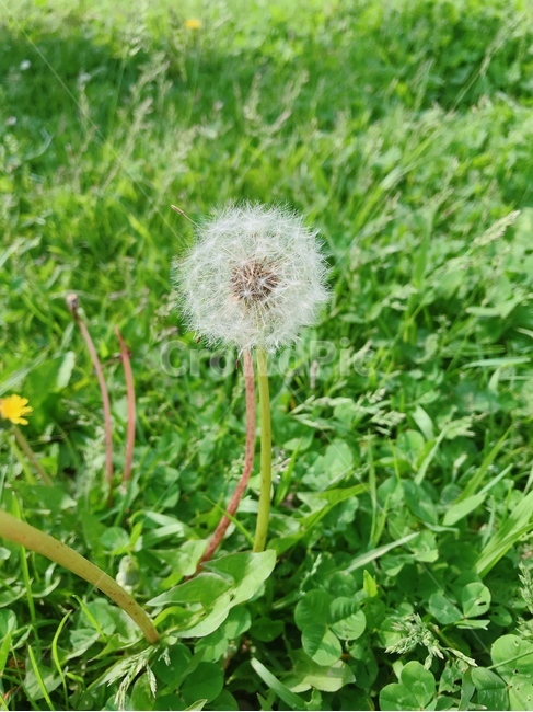 민들레,꽃,민들레꽃,식물,봄꽃,식물,자연,plants,nature,꽃,flower