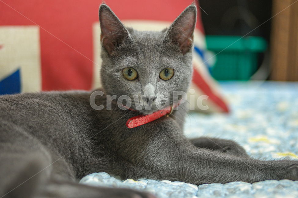 동물,고양이,러시안블루,cat,russianblue,동물,animal,포유류,mammal,고양이,cat,kitten,kitty
