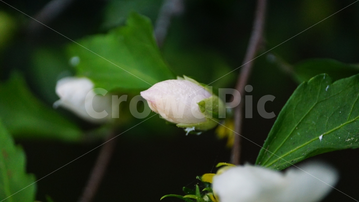 무궁화,꽃,식물,플라워,자연,flower,nature,여름,7월,summer,국화,한국,꽃봉오리,korea,풍경,landscape,꽃사진,plants,식물,자연,plants,nature,꽃,flower