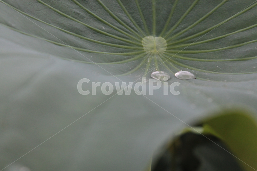 광고,물방울,연꽃잎,풀,자연,식물,자연,plants,nature