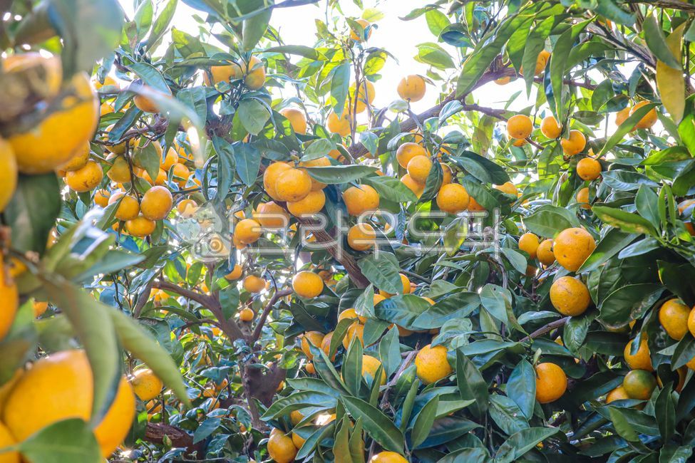 plant, food, 식물, citrusfruit, 감귤류과일, 사진,이미지,일러스트,캘리그라피 - elisha작가