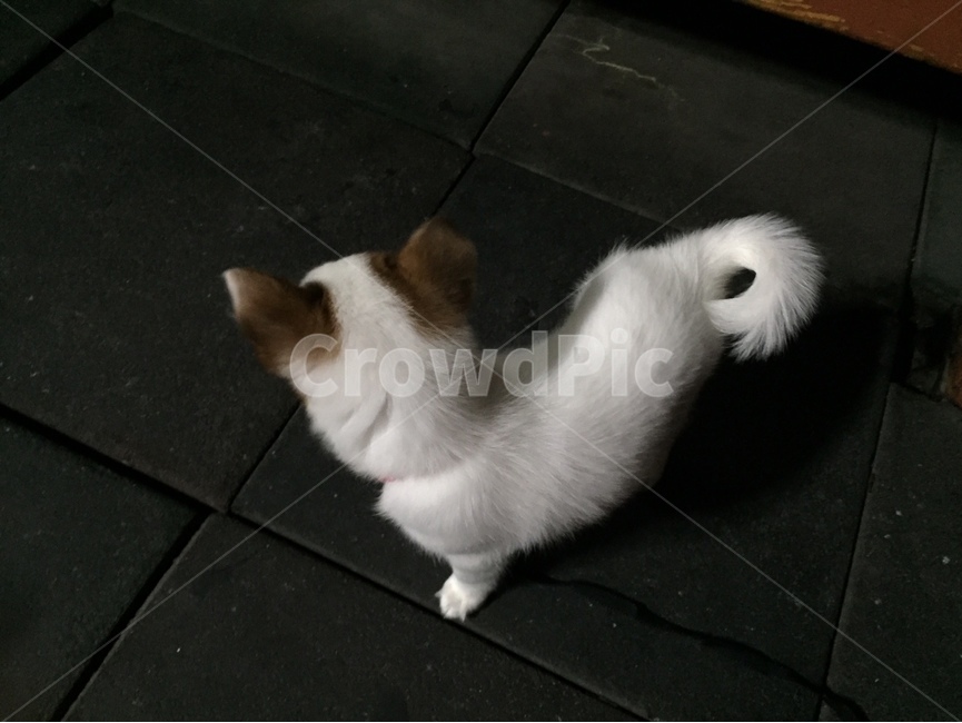 강아지,귀여운강아지,강아지뒷모습,밤,강아지밤,믹스견