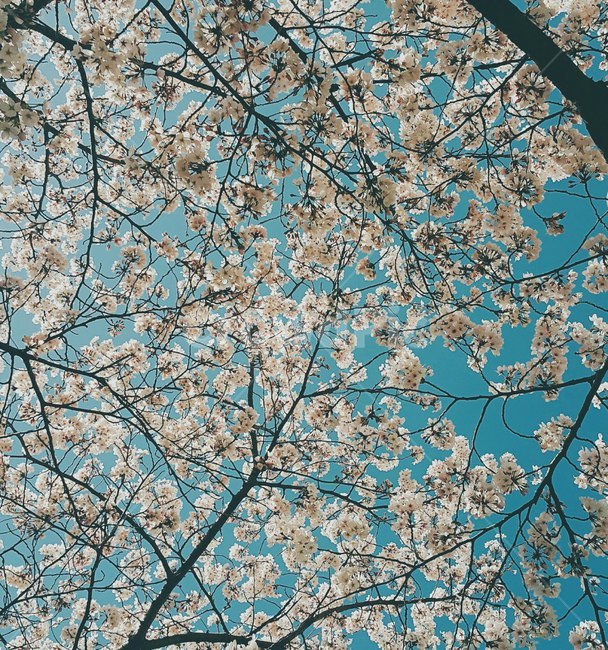 벚꽃,벚꽃나무,벚꽃만개,꽃,blossom
