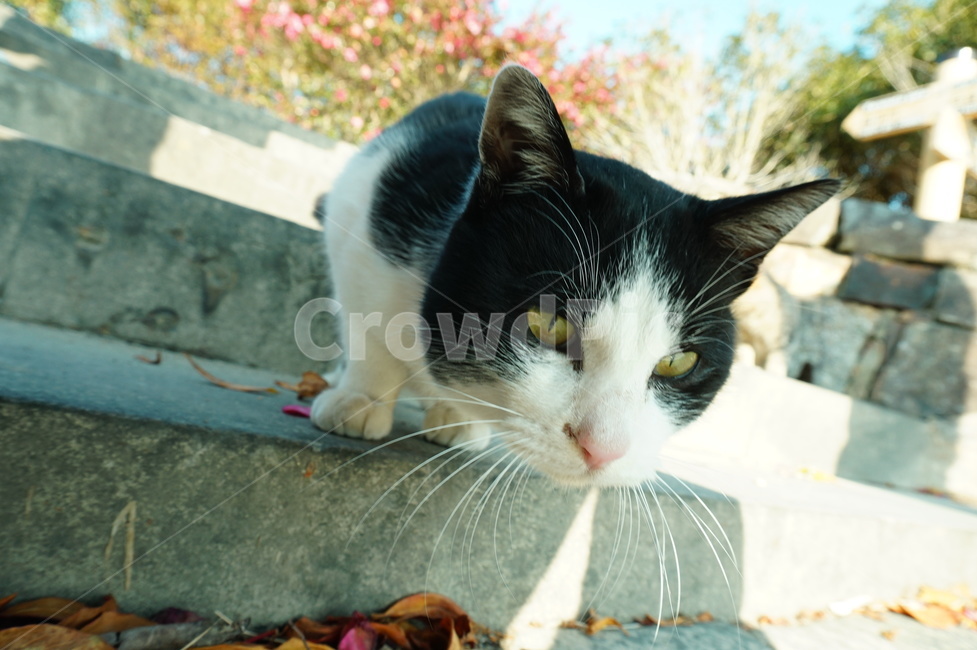 고양이,cat,pet,애완동물,animal,동물,동물,animal,포유류,mammal,고양이,cat,kitten,kitty
