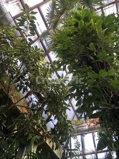 outdoors,옥외,arbour,정자,garden,정원,나무,식목원