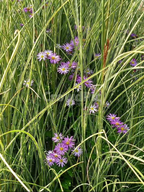 아스타,aster,plant,flower,식물,꽃,blossom,식물,자연,plants,nature