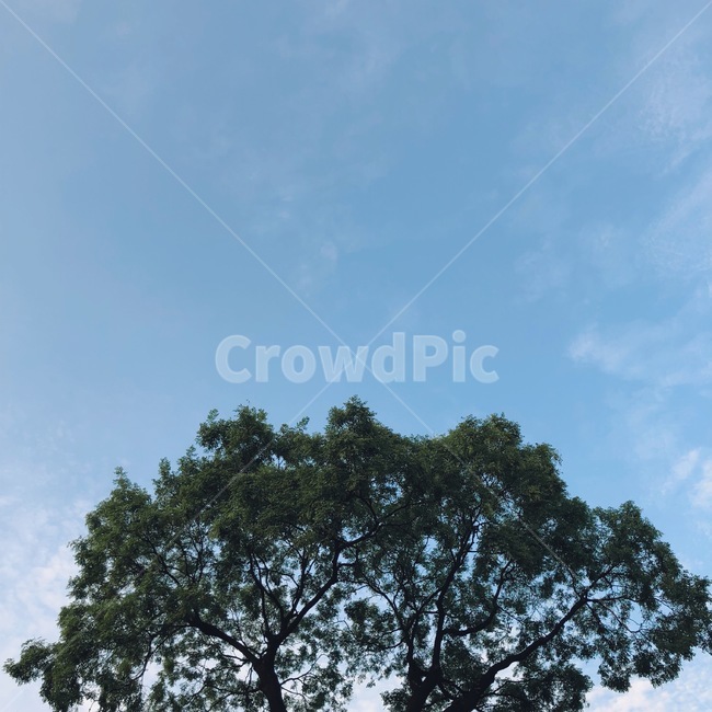 여름,하늘,나무,구름,감성,식물,자연,plants,nature,나무,trees,wood