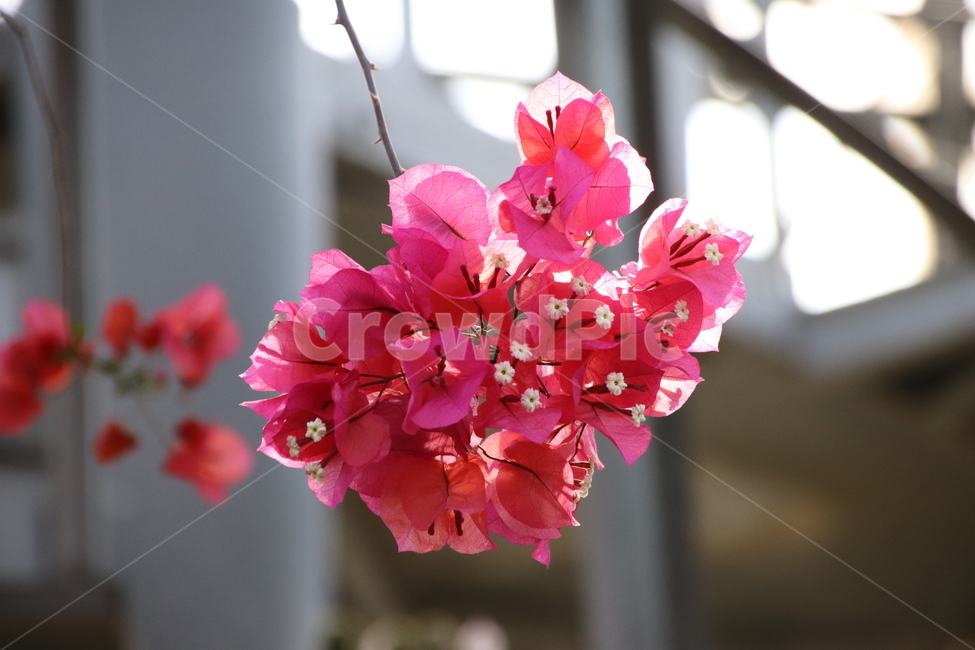 자연,풍경,수목원,꽃,꽃나무,식물,자연,plants,nature,꽃,flower