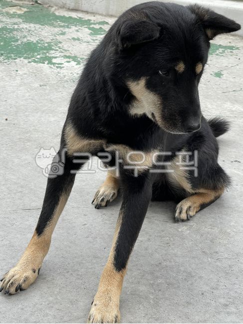 동물,dog,개,진돗개,블랙탄