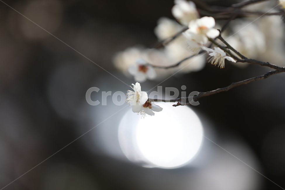 매화,홍매화,봄,꽃,봄꽃,봄,계절,spring,season,식물,자연,plants,nature,꽃,flower,plant