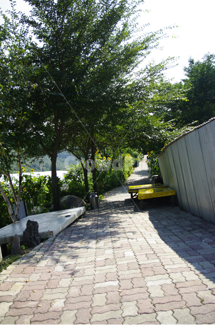 보도,통로,포장,walkway,나무,tree,길