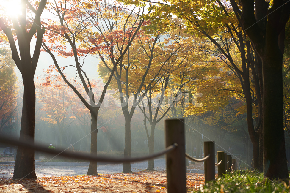 가을,낙엽,아침,공원,산책,환상적,감성사진,가을,계절,fall,autumn,season,tree,나무,plant,식물,nature,자연,outdoors,옥외