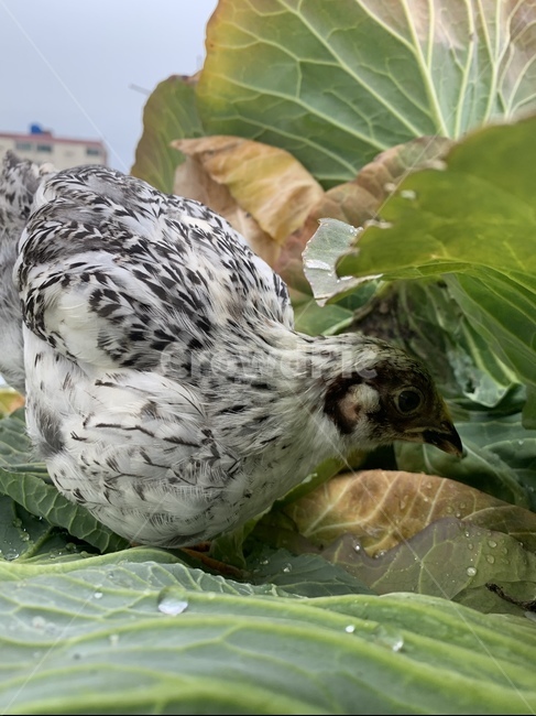 새,닭,먹이,사냥,배추,동물,animal,조류,새,birds