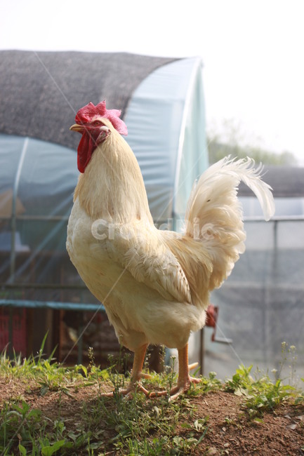 동물,닭,수탉,애완닭,동물농장,동물복지,animal,bird,chicken,동물,animal,조류,새,birds