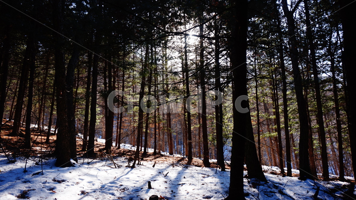 겨울산,겨울,나무,산,숲,고요함,등산,눈덮인산,눈온산,나무가지