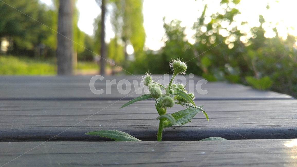 개망초,꽃,풀,식물,녹색,회색,햇살,배경,감성,계절,공원테이블,flower,grass,flants,green,gray,sunbeam,background,emotional,season,aparktable