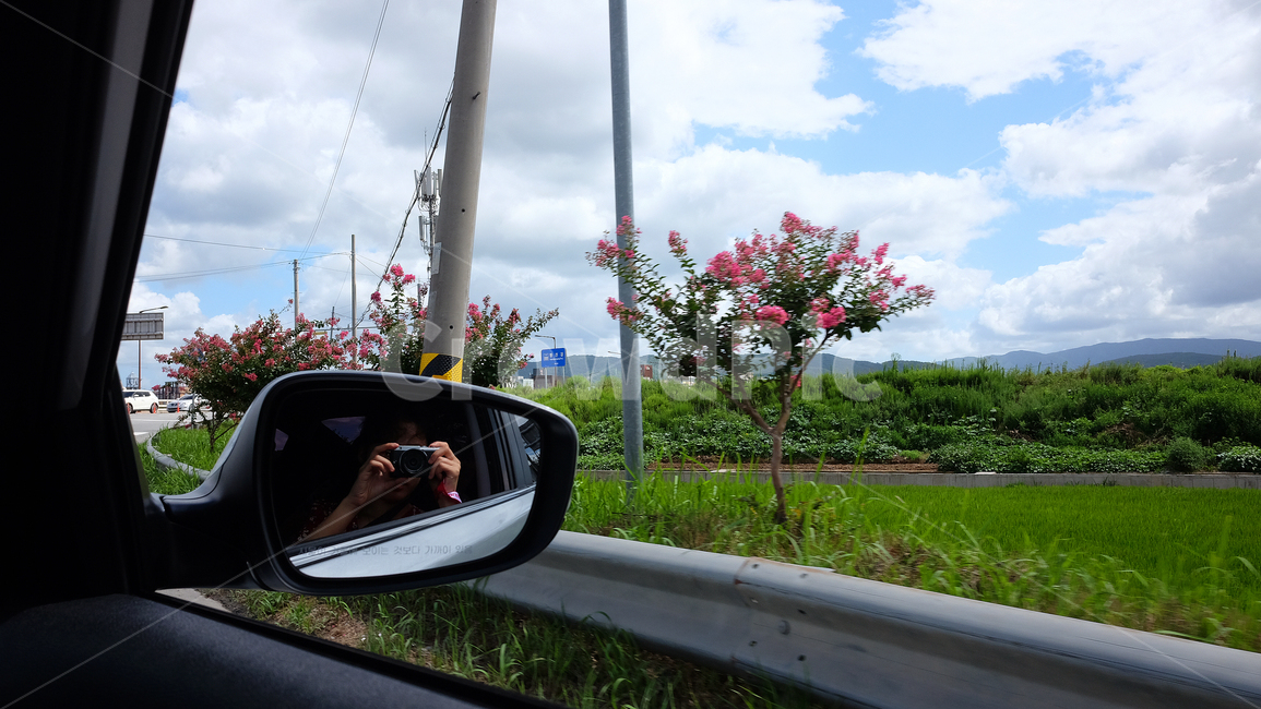 드라이브,여름,논밭,꽃,카메라,자동차,여성,korea,drive,farmland,woman,camera,flower