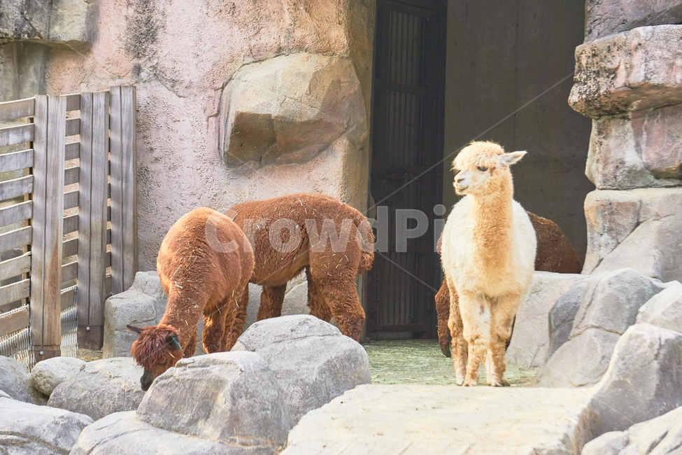 알파카,동물,포유류,동물원,animal,초식,초식동물,nature,animalpark,동물,animal,포유류,mammal