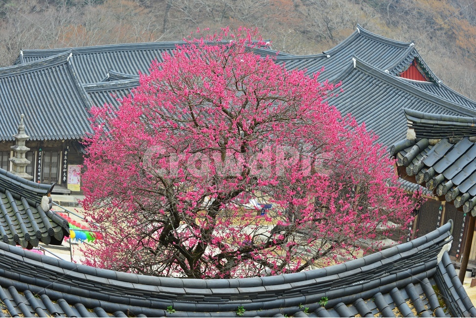 전남,구례,화엄사,홍매화,흑매,사찰,절,plant,식물,한국전통,한국문화,korean traditional,korean culture,건축물,건물외관,exterior,building,structure,architecture,construction