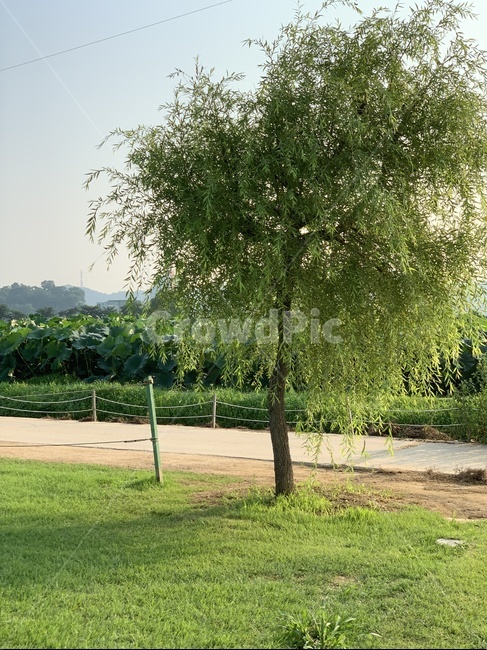 tree,plant,나무,식물,시흥,시흥명소,관곡지,연꽃테마파크,햇살