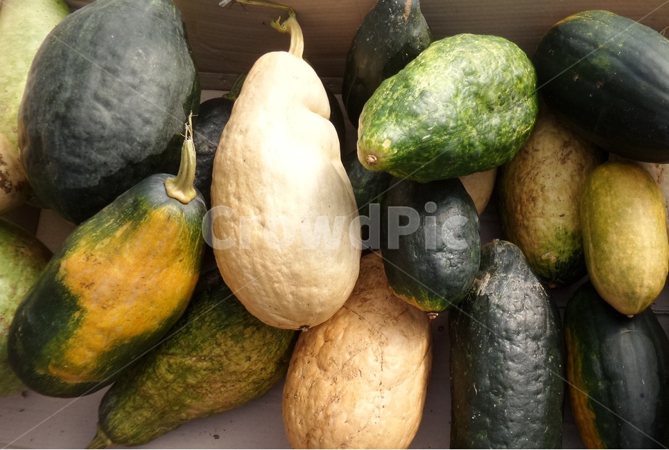 호박,박과,남과,pumpkin,열매,늙은호박,과일,열매,fruit