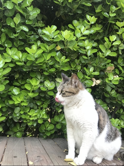 고양이,길고양이,동물,자연,cat