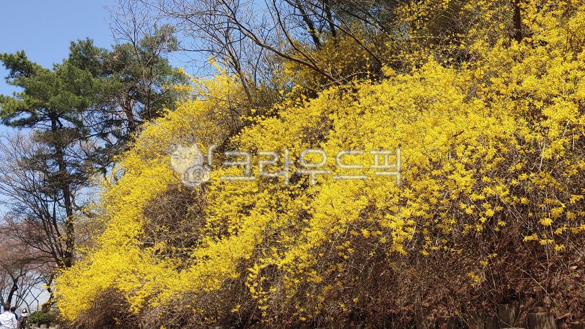 식물, plant, 봄, 봄꽃, 꽃, 사진,이미지,일러스트,캘리그라피 - 행운가득작가