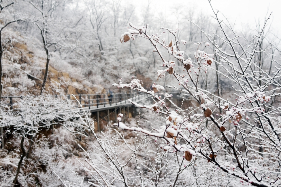 설경,겨울,안산자락길,산책길,눈,추움,겨울,계절,winter,season,자연,풍경,nature,landscape,한국자연풍경,한국자연경관,korea nature landscape,식물,plants,나무,trees,wood,ice,얼음,outdoors,옥외,snow