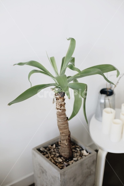 식물,인테리어,화분,인테리어소품,실내인테리어,감성,감성사진,식물,자연,plants,nature,실내용화초,화분,화초,house plant