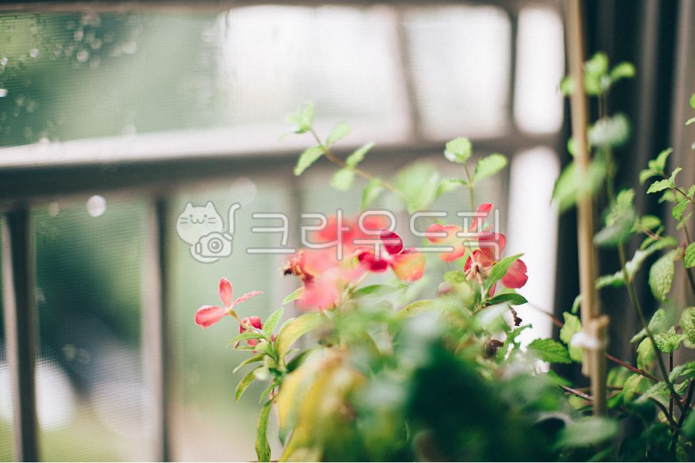 rain,plant,Veranda,flower